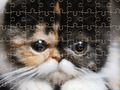 Lojë Jigsaw Puzzle Exotic Cats  në internet