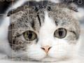 Lojë Cats Puzzle Koha  në internet