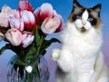 Lojë Puzzle Funny Cats  në internet