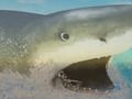 Lojë La Shark në internet