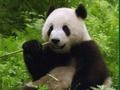Lojë Puzzle Pandas  në internet
