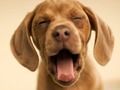 Lojë Doggy qesharake  në internet