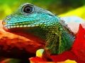 Lojë Jigsaw Dragon Kineze e Ujit  në internet