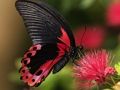 Lojë Butterfly Jigsaw Puzzle Natyre  në internet