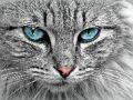 Lojë Bashkim pjesësh figure Cat Eye  në internet