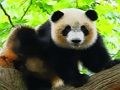 Lojë Panda e lezetshme për fëmijë në internet