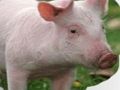 Lojë Gërvishtjet dhe Guess Animals  në internet
