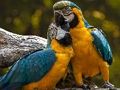 Lojë Bashkim pjesësh figure Parrot  në internet
