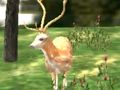 Lojë Hunter Safari i Kafshëve 2020 në internet