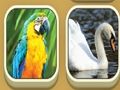 Lojë Ndeshje kopshtin zoologjik  në internet
