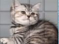Lojë Cat PicPu  në internet