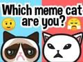 Lojë Cila mace meme jeni ju?  në internet