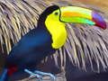 Lojë Bashkim pjesësh figure Toucan Bird  në internet