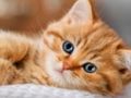 Lojë Koleksioni i Kittens Jigsaw Puzzle  në internet