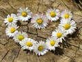 Lojë Jigsaw Heart Daisy në internet