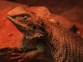 Lojë Lizard Dragon Jigsaw  në internet