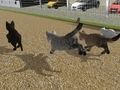 Lojë Run Race Cat Cat në internet