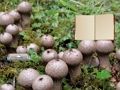 Lojë Arratisja nga toka e kërpudhave Lycoperdon  në internet