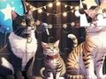 Lojë Mister Jigsaw: Singing Cat në internet