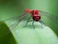 Lojë Jigsaw Fly Dragon në internet