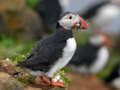 Lojë Bashkim pjesësh figure Puffin Bird  në internet