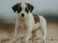 Lojë Jigsaw Jack Russell  në internet