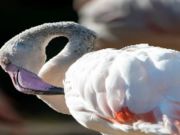 Lojë Bashkim pjesësh figure Flamingo Bird  në internet