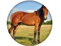 Lojë Animal Quiz në internet