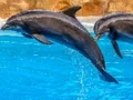 Lojë Sea Dolphin Jigsaw në internet