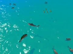 Lojë Hungry Shark Hunt në internet