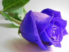 Lojë Blue Roses në internet