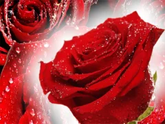 Lojë Red Roses në internet