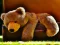 Lojë Plush Teddy Bear në internet
