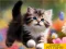 Lojë Puzzle Sliding Kittens në internet