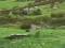 Lojë Pigeons Hunting në internet