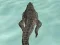 Lojë Crocodile Simulator Beach Hunt në internet