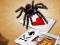 Lojë Jumping Spider në internet