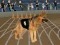 Lojë Crazy Dog Racing Fever në internet