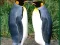 Lojë Penguin Puzzle në internet