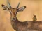 Lojë Wild Deer Jigsaw në internet