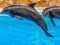 Lojë Sea Dolphin Jigsaw në internet