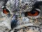Lojë Wild owl Jigsaw në internet