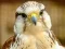 Lojë Gyrfalcon Jigsaw në internet