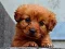 Lojë Puppy Puzzle në internet