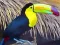 Lojë Toucan Bird Jigsaw në internet