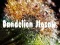 Lojë Dandelion Jigsaw në internet