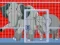 Lojë Mommy And Baby Elephants Rescue në internet