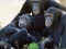 Lojë Funny Chimpanzee Jungle Escape në internet