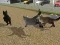Lojë Run Cat Cat Race në internet