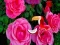 Lojë Precious Rose Escape në internet